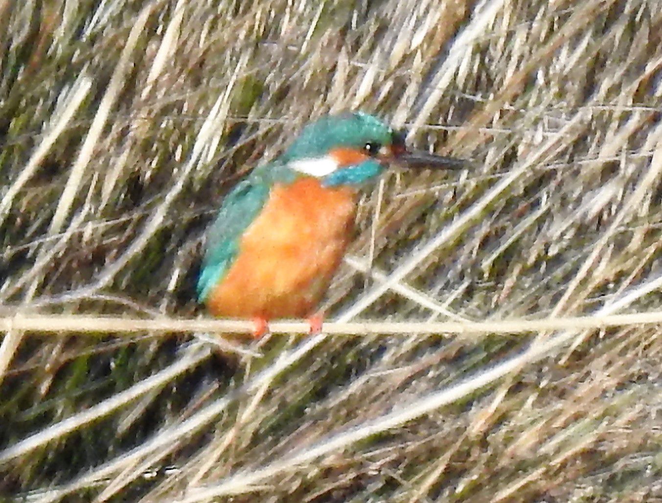 Mon premier martin-pêcheur pour 2023...