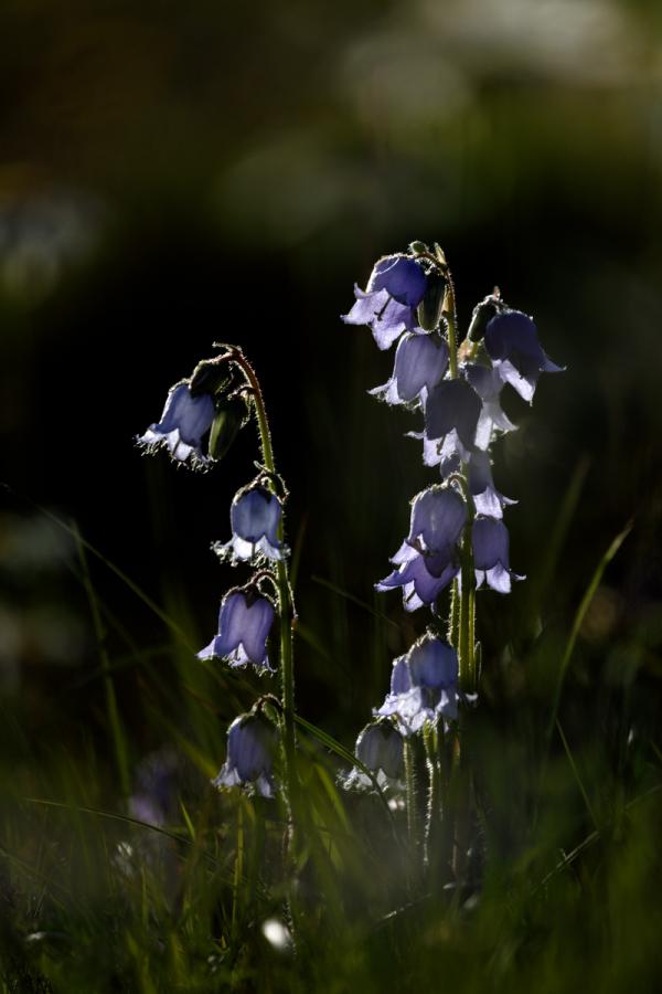 Campanule barbue
