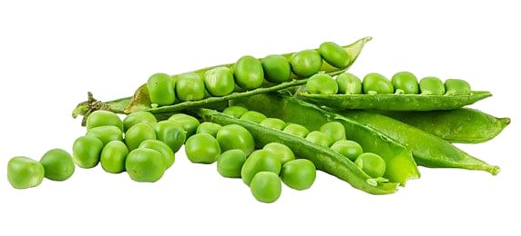 Petits pois-laitue-oigno