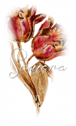 Samara