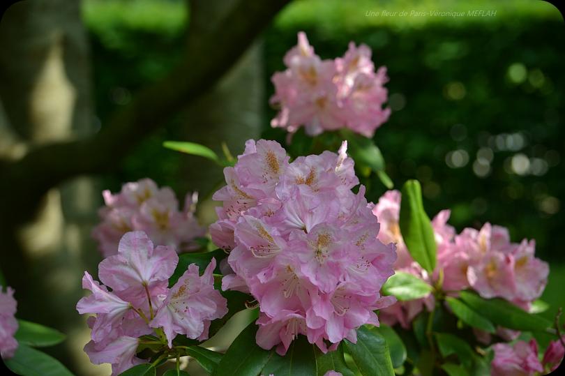 Rambouillet : Les derniers Rhododendrons 