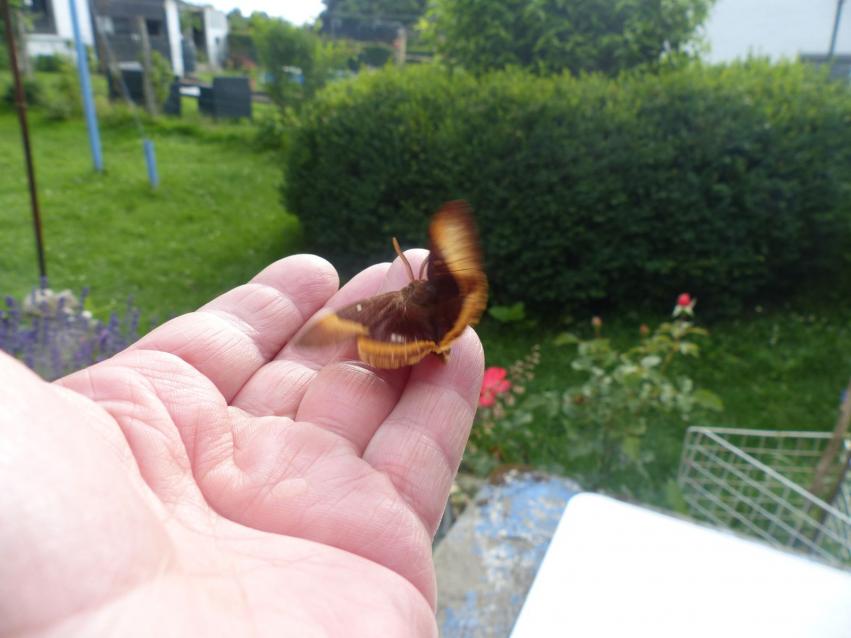 Le Bombyx du chêne