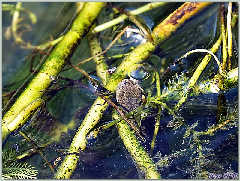 Un petit museau dépasse de l'eau et ... rate sa proie : c'est un triton - Lartigau - Milhas - 31