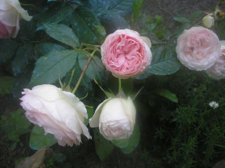 fleurs_jardin_mai_2008_008