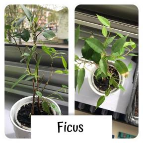 Les plantes en classe 