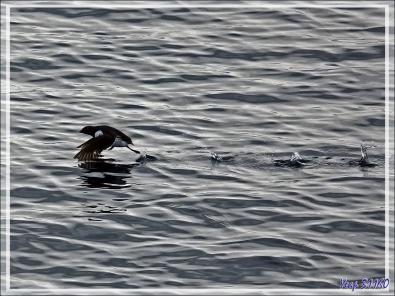 L'envol du Mergule nain, Little auk (Alle alle) - Navigation vers le Groenland - Mer de Baffin