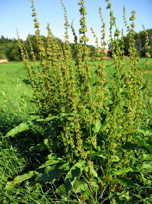 Vertus médicinales des plantes sauvages : Patience sauvage