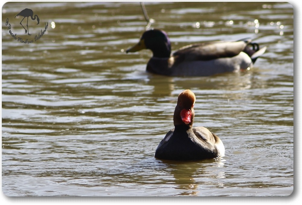 Nette rousse mâle...
