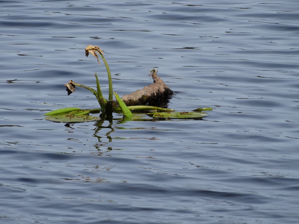 Les kaléïdoscopes du lac de Léon (1/3)...