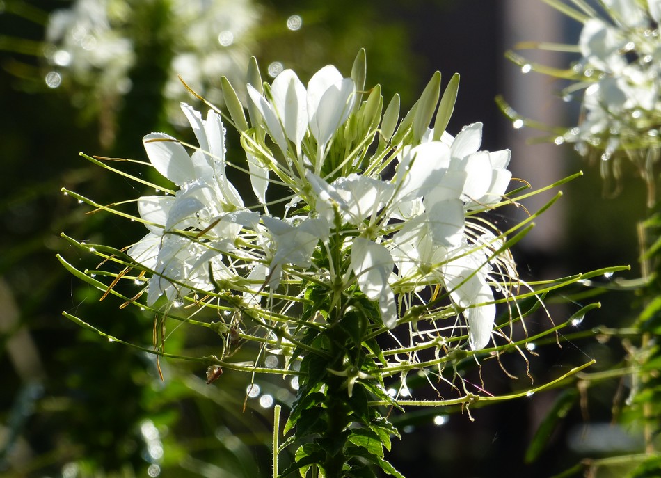 Il a un long bec ...