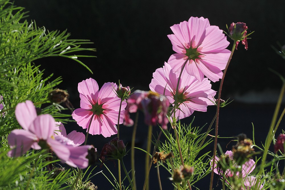 Feu d'artifice d'automne : les cosmos