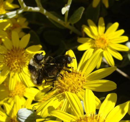abeilles_02