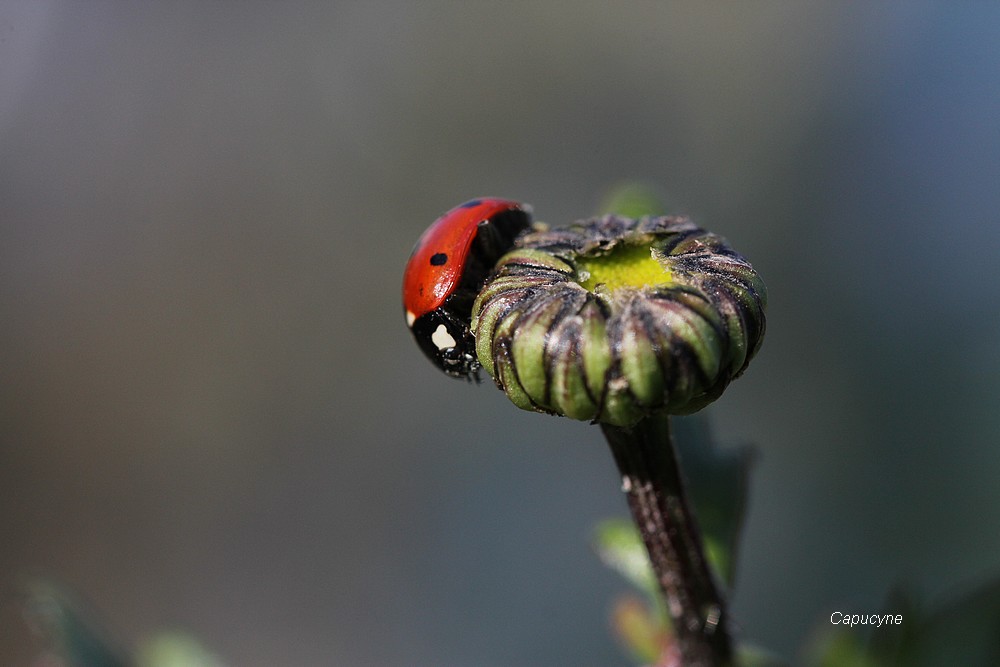 Sortie coccinelle