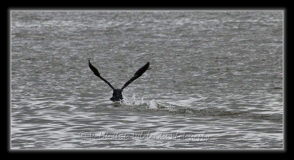 Amerissage d'un grand Cormoran...
