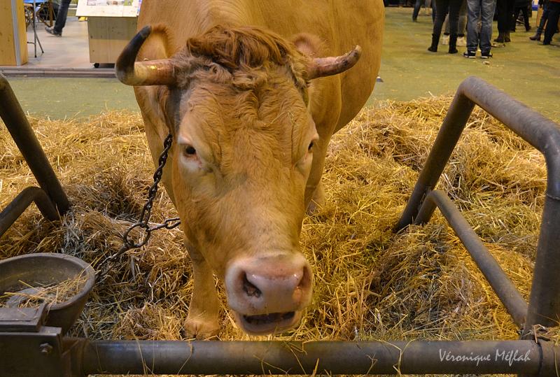 Salon International de l'Agriculture : La Tarentaise et la Bretonne Pie Noire