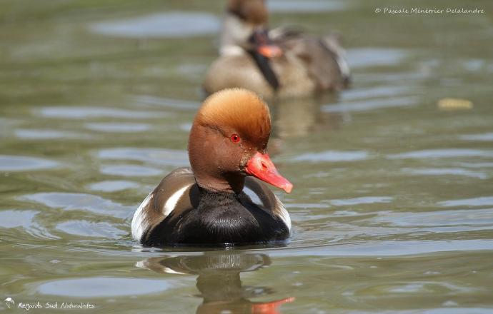 Nette rousse ♂