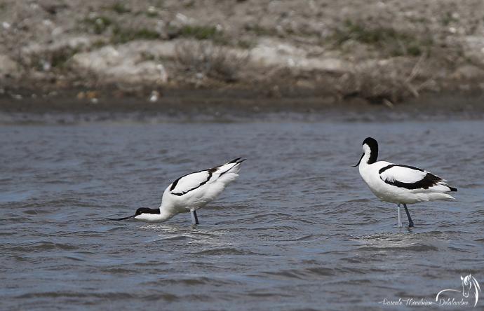 Avocette élégante