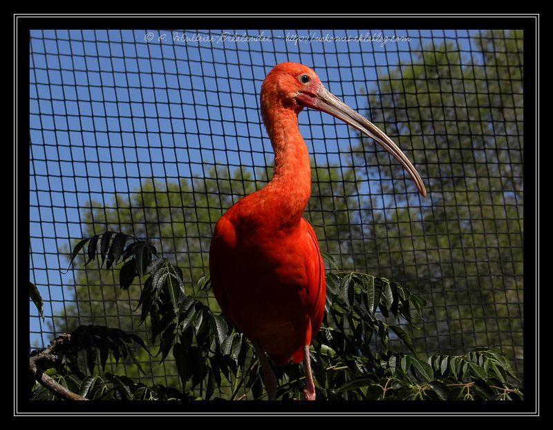 Ibis rouges (Serre Amazonienne de Montpellier)