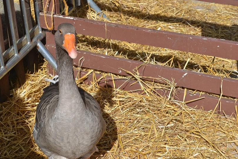 Rambouillet : La Saint Lubin - les 15èmes Comices agricoles 