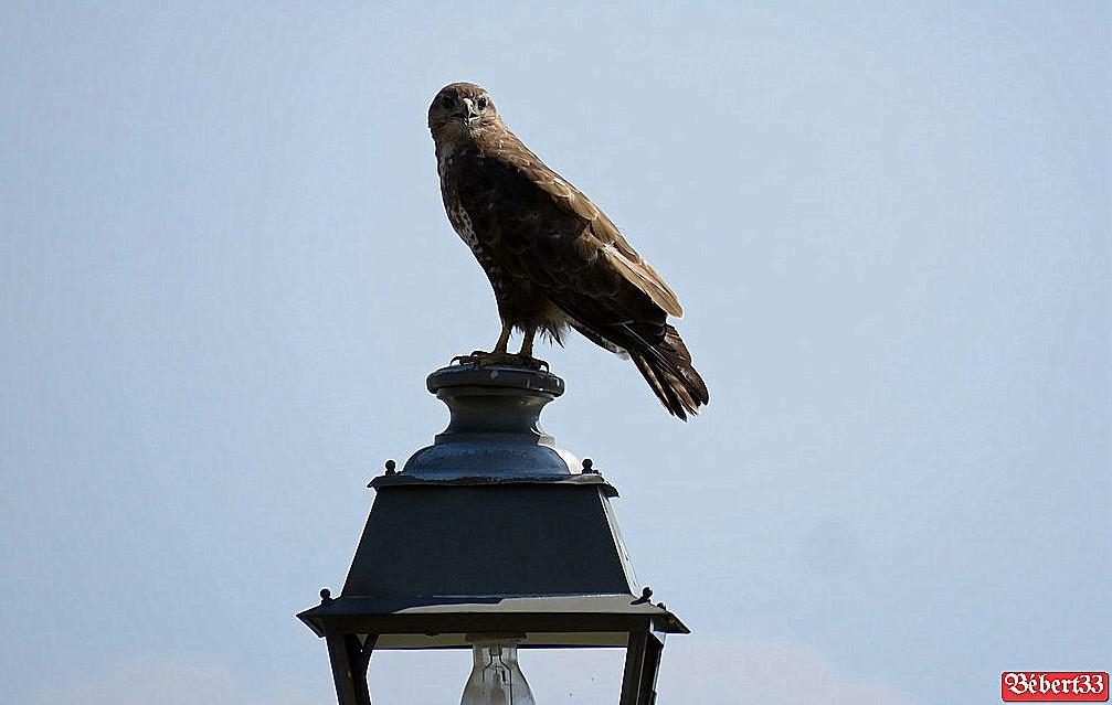 une buse, ce bel oiseau 