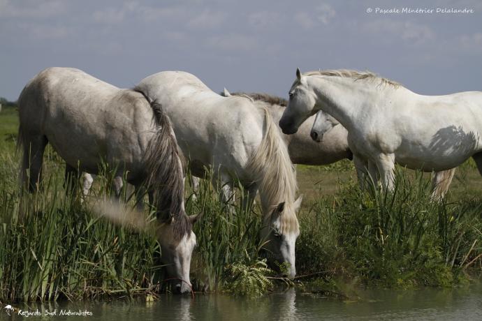 Chevaux de Camargue