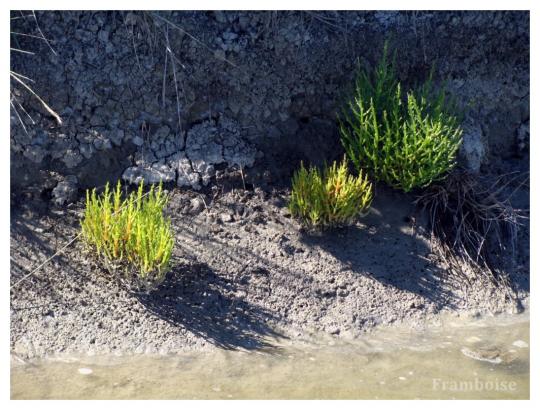 Salines de Millac Les Moutiers en Retz