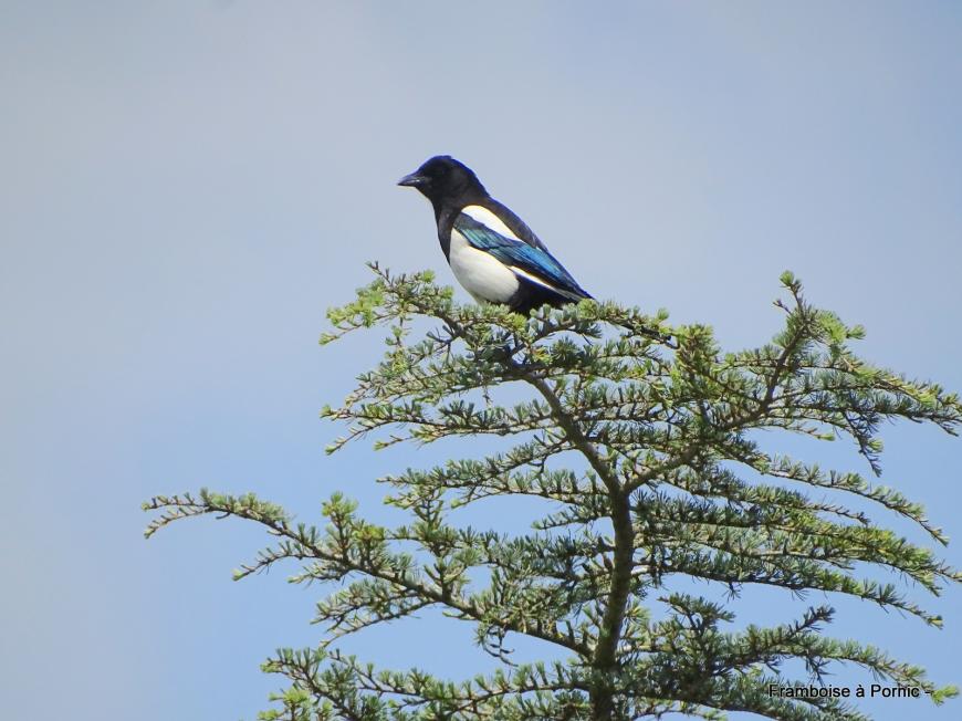 Pornic, Jardin botanique de la ria - Mai 2019