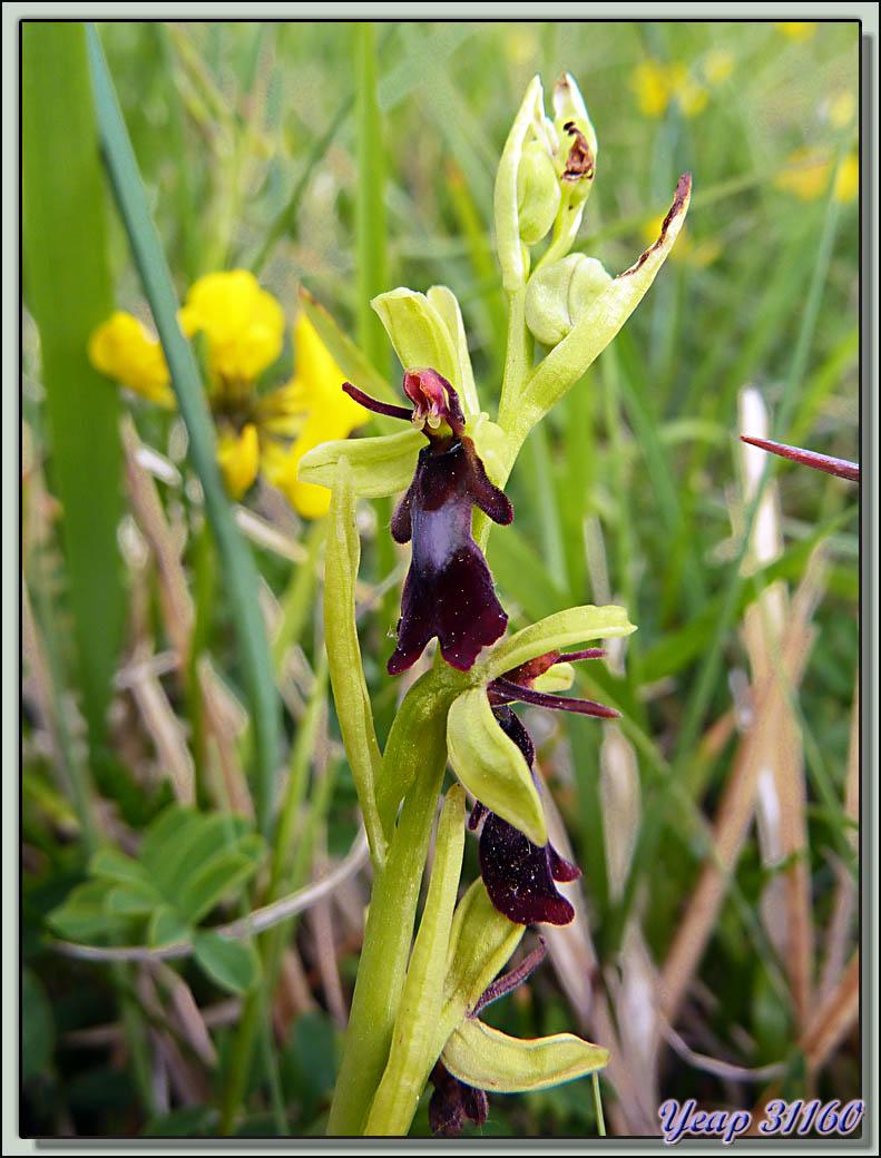 Orchidée Ophrys mouche (Ophrys insectifera) - Galié - 31  (Flore)