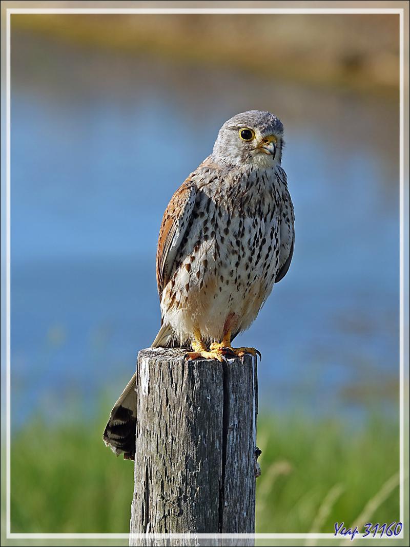 Faucon crécerelle, Common kestrel (Falco tinnunculus) - Les Portes-en-Ré - Île de Ré - 17