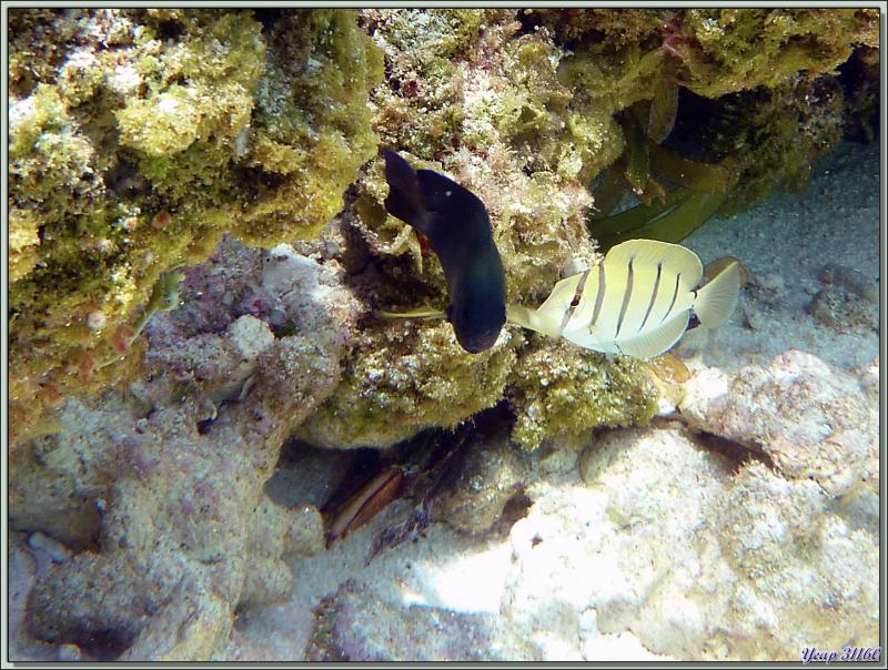 Poisson-chirurgien bagnard, chirurgien à raies noires (Acanthurus triostegus) - Bird Island - Seychelles