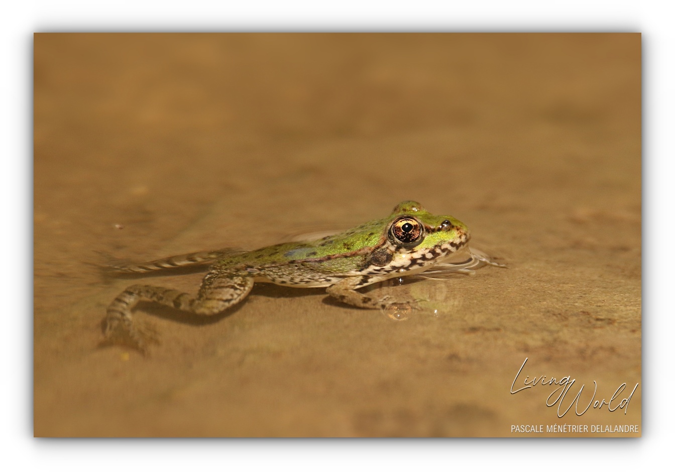 Grenouille de Perez, Pelophylax perezi