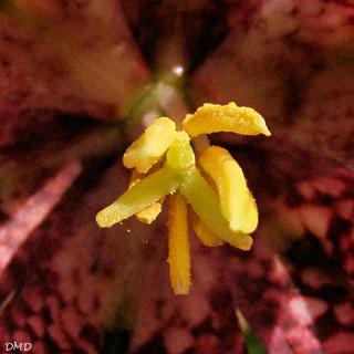 Fritillaria meleagris - fritillaire pintade