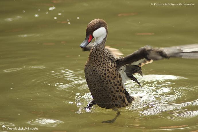 Canard des Bahamas