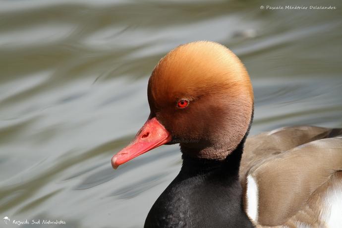 Nette rousse