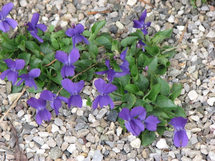 Descubra 48 kuva jonquille violette - Thptnganamst.edu.vn