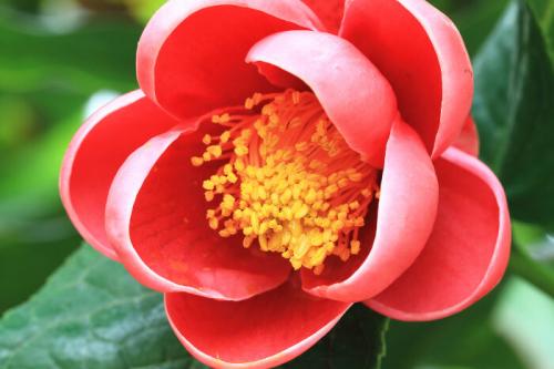 Fleurs cultivées : Camélia