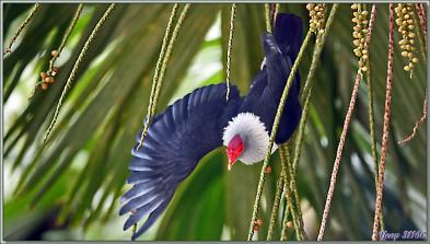 11/12/2021 : une belle journée commence avec le soleil. Départ en balade en passant par la route qui traverse la Vallée de Mai - Praslin - Seychelles 