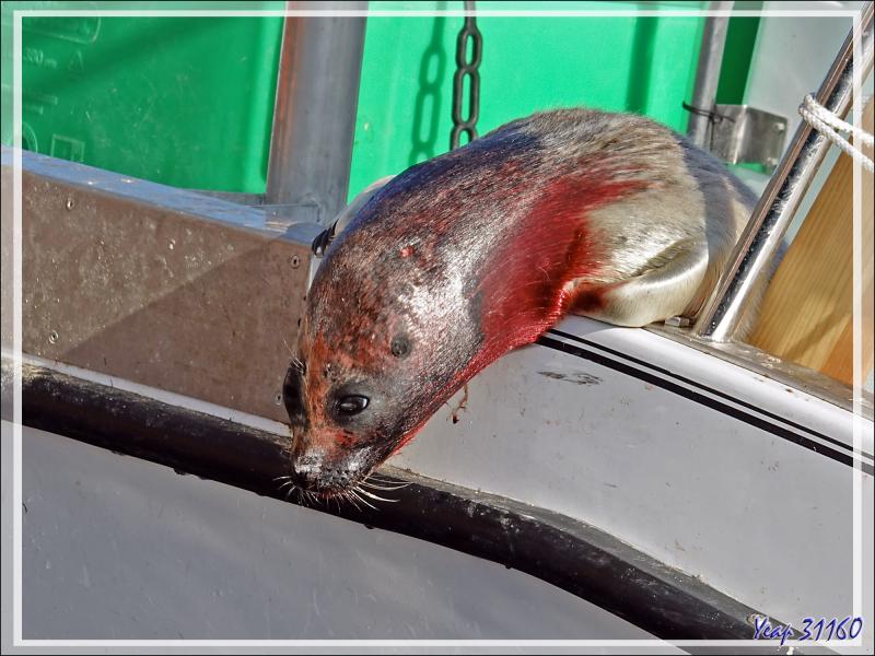 L'offrande des Inuit au cuisinier du bord : des phoques bien frais - Kullorsuaq - Groenland