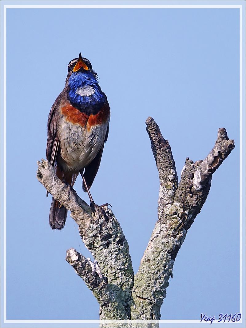Gorge-bleue à miroir, Bluethroat (Luscinia svecica) - Ars-en-Ré - Ile de Ré - 17