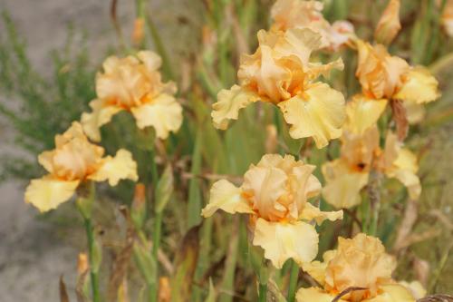 Les iris de Bourdillon