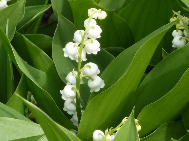 le muguet au premier mai ...