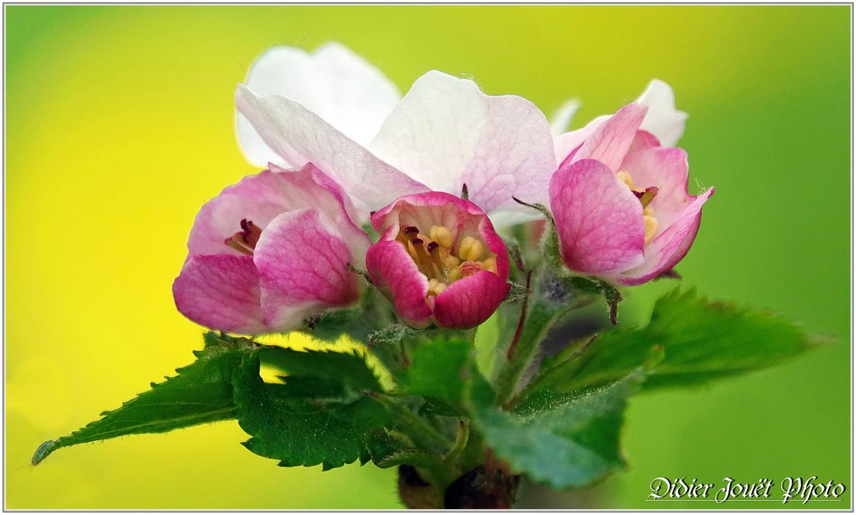 Pommier (2) - Fleurs