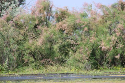 Dans le delta du Danube 2