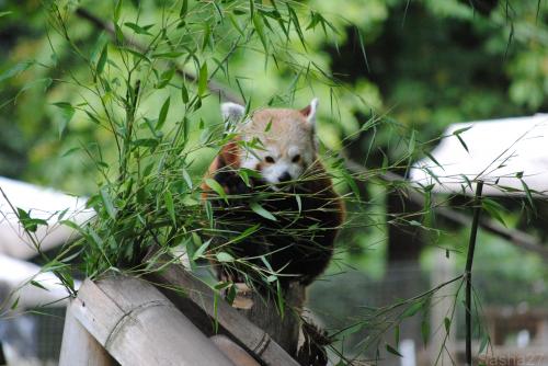 (29) Le Panda Roux.