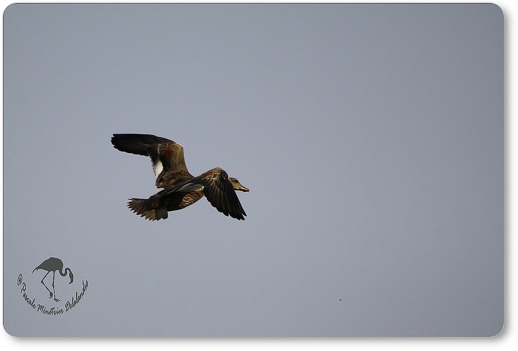 Vol d'un Colvert femelle...
