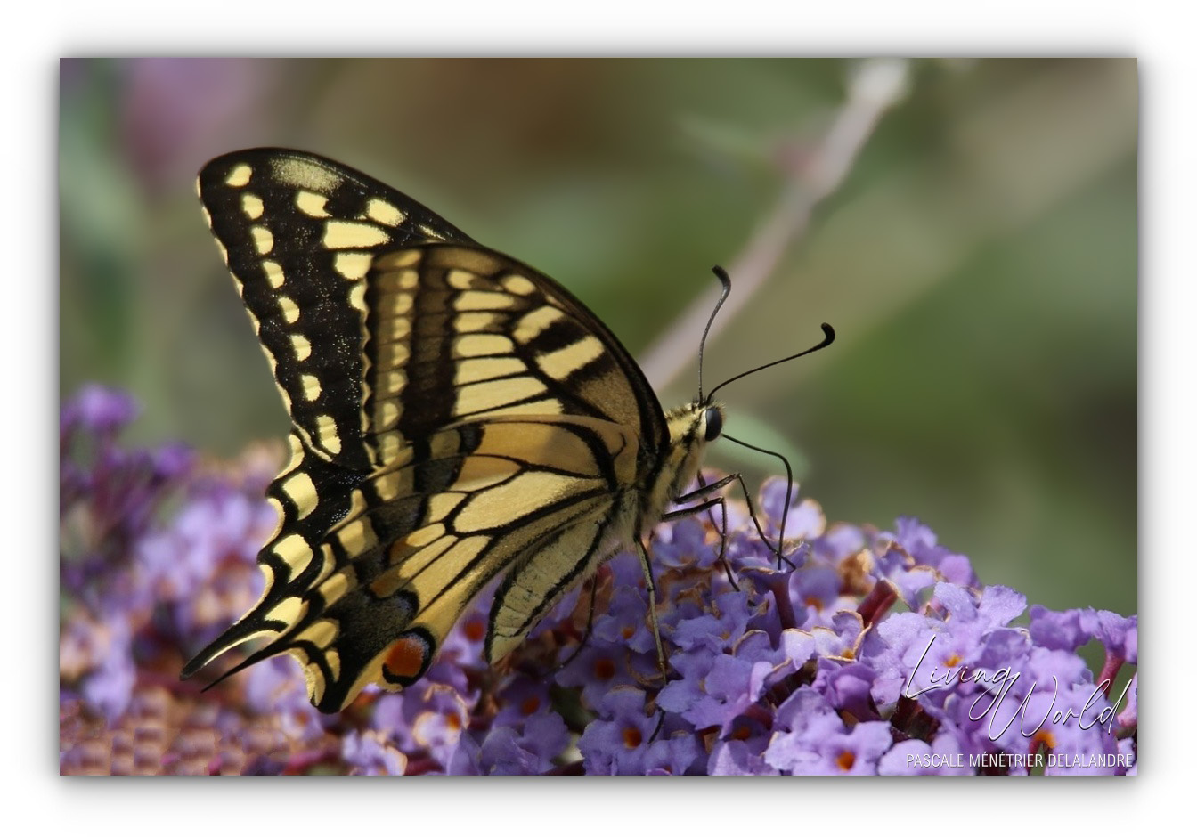 Flambé et Machaon, deux "Porte-queues".