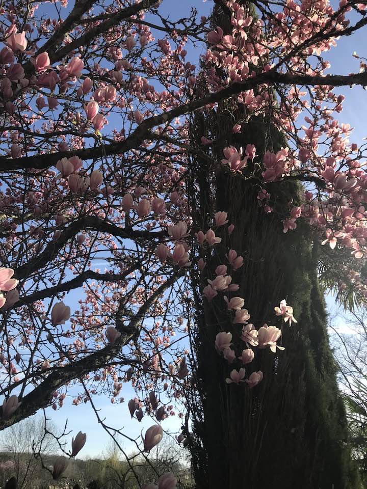 Peut être une image de fleur, nature et arbre
