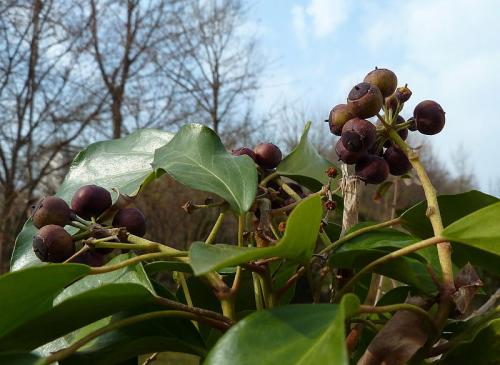 Lierre Hedera helix rameau de tiges florifères, feuilles ovales à sommet aigu et baies