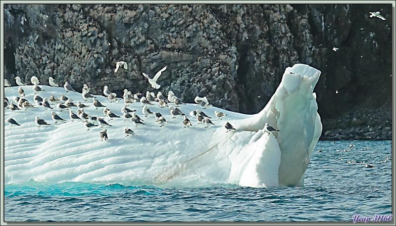 Sous-marin polaire et avec tout son équipage ailé sur le pont - Coburg Island - Baffin Bay - Nunavut - Canada