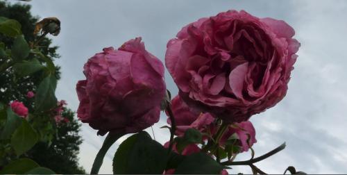 Fleurs de juillet sous la pluie